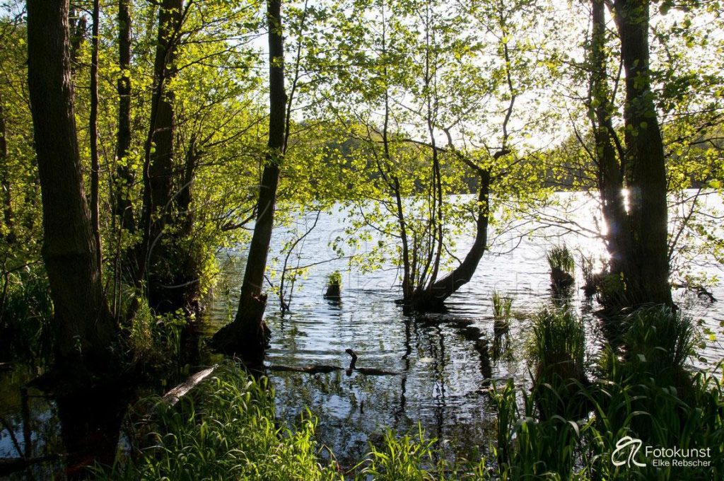 Im Wasser des Herthasees im Nationalpark Jasmund auf Rügen stehende Bäume und Gräser im Gegenlicht