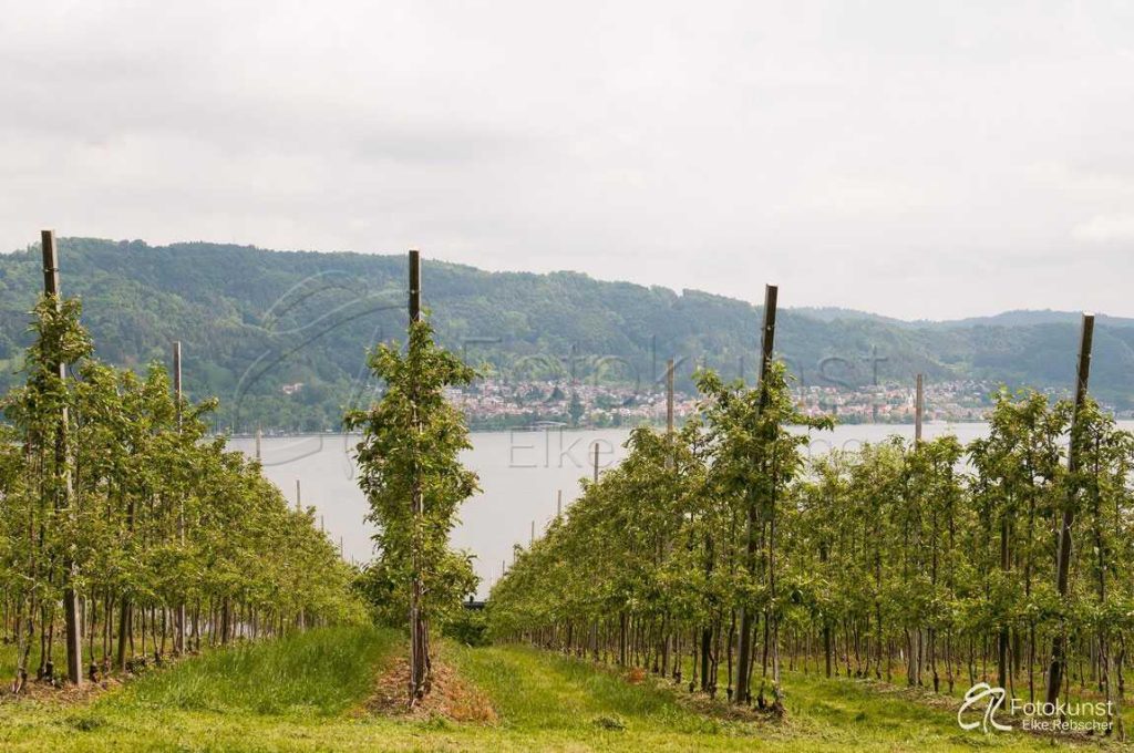 Blick auf den Bodensee (hier Überlinger See) mit Sipplingen im Hintergrund mit Spalierobstbäumen im Vordergrund