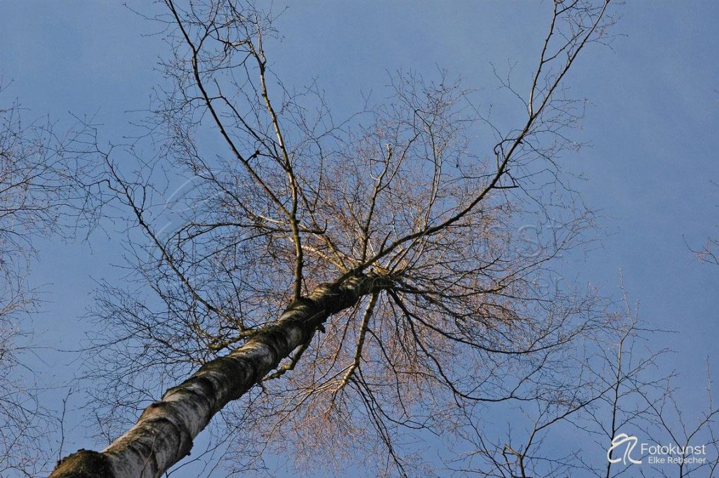 Birke, unbelaubt, Baum, Winter, blauer Himmel, Baumkrone von unten, Äste, Zweige, kahl