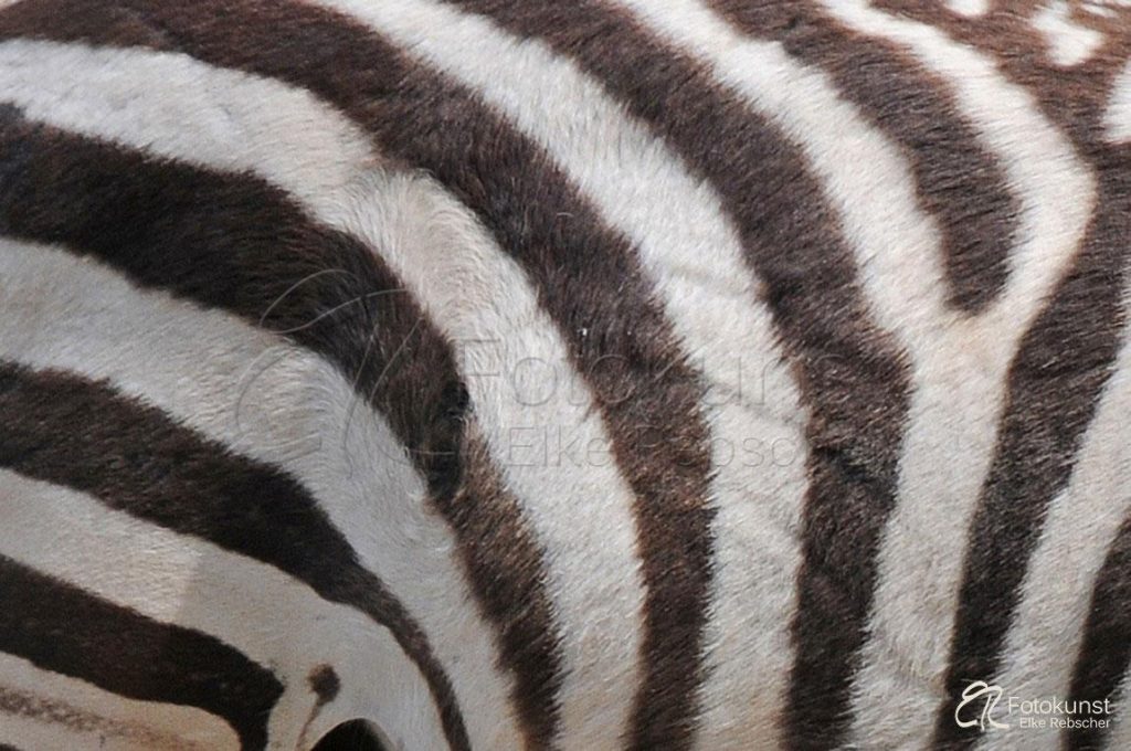 schwarz, weiß, Streifen, Fell, gestreift, Zebra