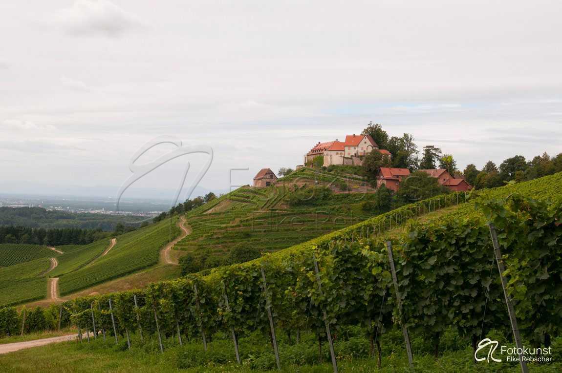 Schwarzwald, Burg Staufenberg bei Durbach, Weinreben, Weinberge