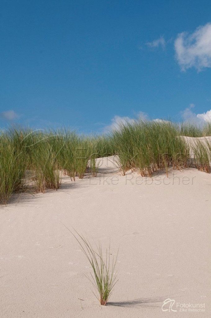 Mit Strandhafer und Gräsern bewachsene Dünen mit blauem Himmel auf der Nordseeinsel Amrum