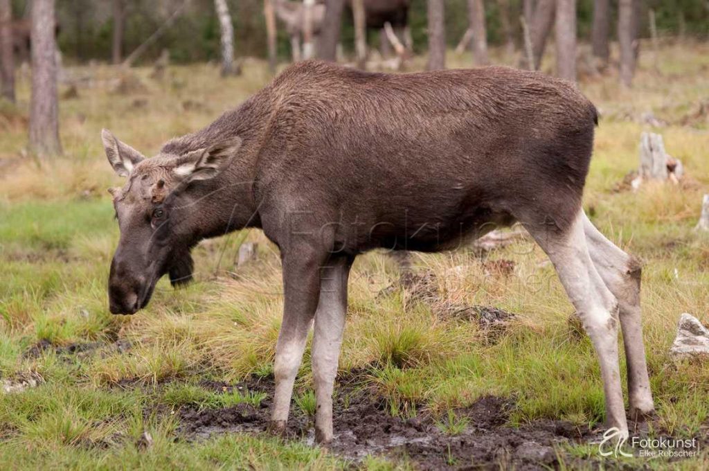 Schweden, S&uuml;dschweden, junger Elchbulle