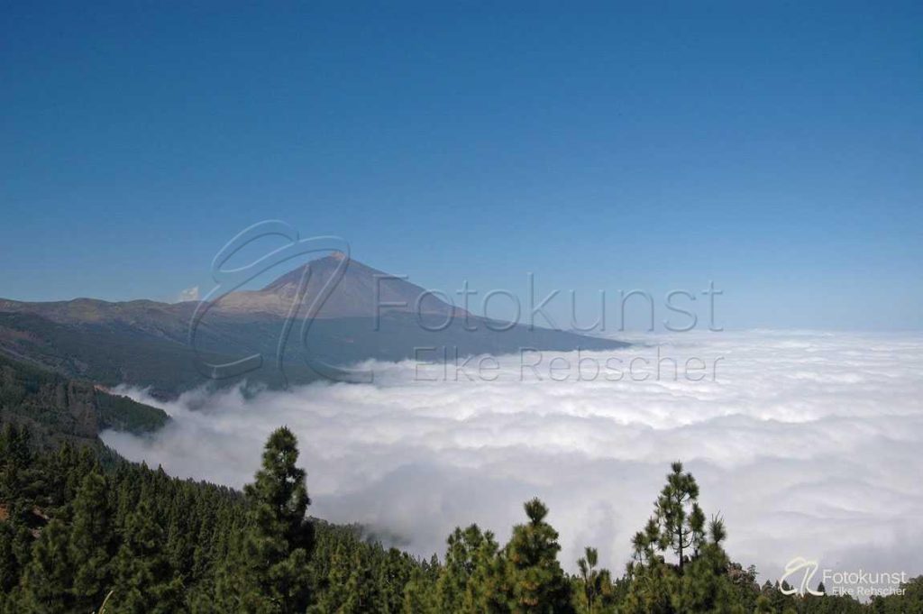Kanaren, Kanarische Inseln, Teneriffa, Teide, Vulkan, Kiefernwald, Aussichtspunkt "Mirador de Ortuño", Corona Forestal, über den Wolken