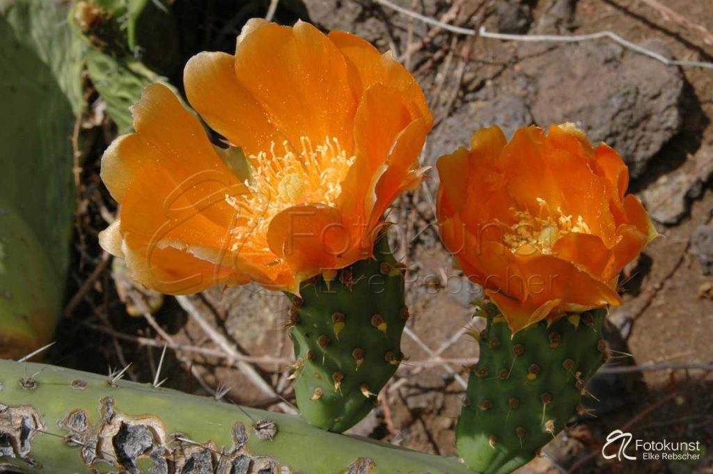 Kanaren, Kanarische Inseln, Teneriffa, Anaga-Gebirge, Opuntia, Opuntie, Opuntien, blühende Opuntia, blühende Opuntien, orangefarbene Blüte, orange blühende Opuntia